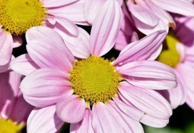 Margaréty v záhrade pôsobia veselo aj elegantne