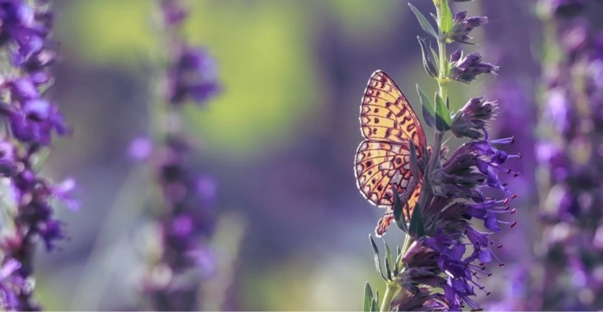 Yzop lekársky - medonosná liečivka užitočná v záhradke