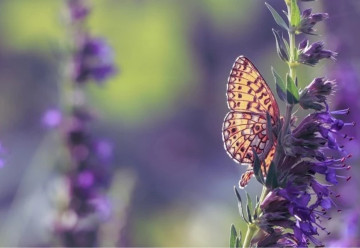 Yzop lekársky - medonosná liečivka užitočná v záhradke