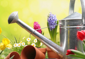 Staráte sa správne o rastliny?