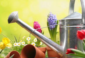 Staráte sa správne o rastliny?