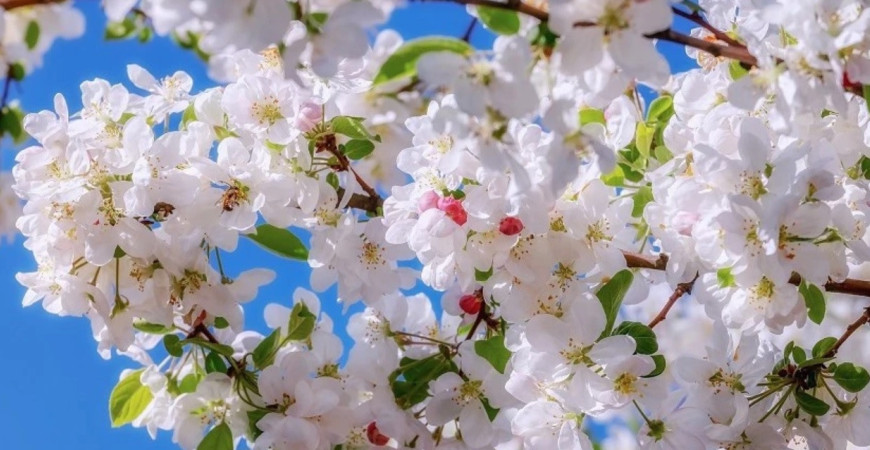 Ochrana stromov pred príchodom jari, ako sa na ňu pripraviť?