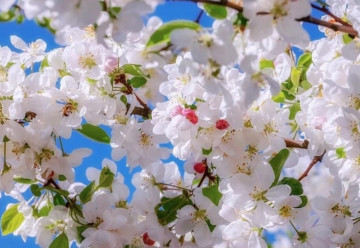 Ochrana stromov pred príchodom jari, ako sa na ňu pripraviť?