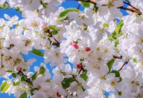 Ochrana stromov pred príchodom jari, ako sa na ňu pripraviť?