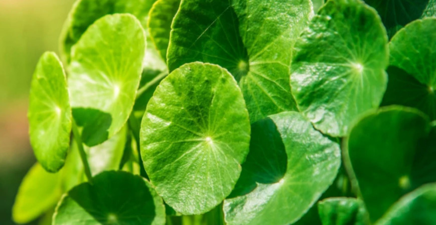 Gotu kola, zázračná bylinka proti únave