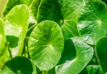 Gotu kola, zázračná bylinka proti únave