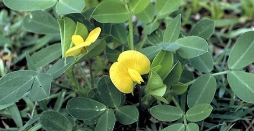 Podzemnica olejná: vypestujte si svoje arašidy