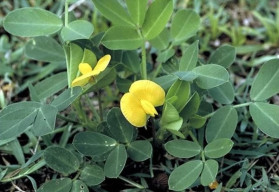 Podzemnica olejná: vypestujte si svoje arašidy