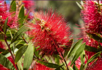 Rastliny, ktoré dýchajú atmosférou dovolenky
