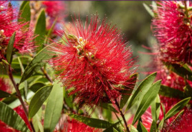 Rastliny, ktoré dýchajú atmosférou dovolenky