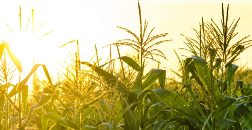 Pestovanie kukurice priamo zo semienka