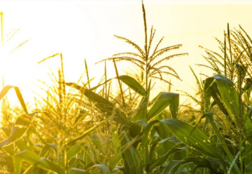 Pestovanie kukurice priamo zo semienka