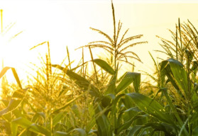 Pestovanie kukurice priamo zo semienka