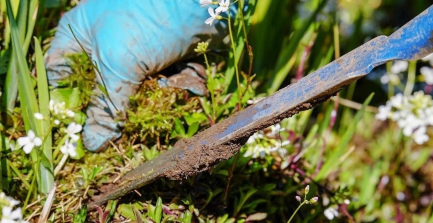 V júni čaká záhradkárov prvý zber ovocia, aká ďalšia práca bude potrebná?