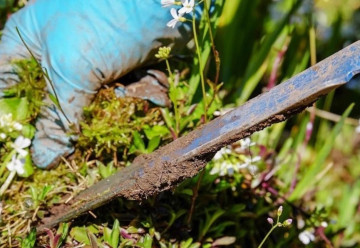 V júni čaká záhradkárov prvý zber ovocia, aká ďalšia práca bude potrebná?