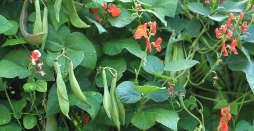 V hlavnej úlohe fazuľa – pestovanie strukovín