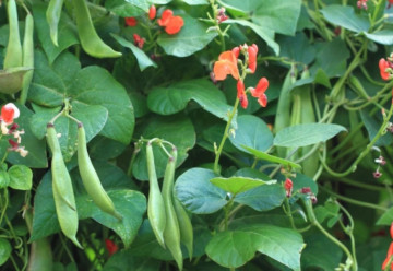 V hlavnej úlohe fazuľa – pestovanie strukovín