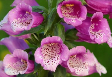 Náprstník červený - krásna, ale prudko jedovatá rastlina