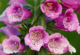 Náprstník červený - krásna, ale prudko jedovatá rastlina