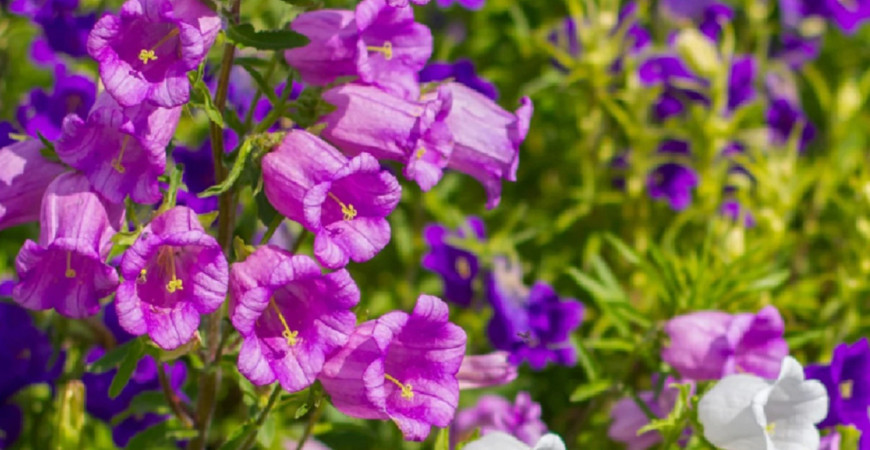Zvončeky môžete pestovať ako skalničky, letničky, v kvetináči alebo ako trvalky