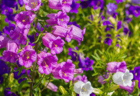 Zvončeky môžete pestovať ako skalničky, letničky, v kvetináči alebo ako trvalky
