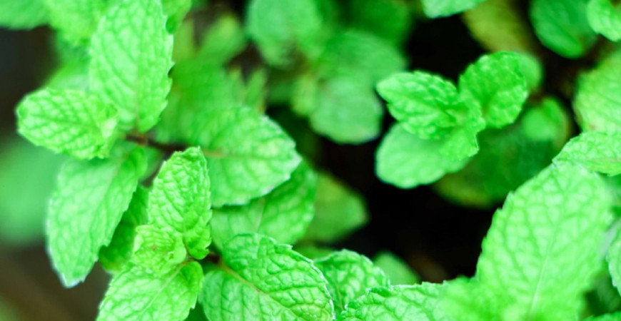 Bylinková lekáreň – mäta je prvou pomocou pre váš žalúdok