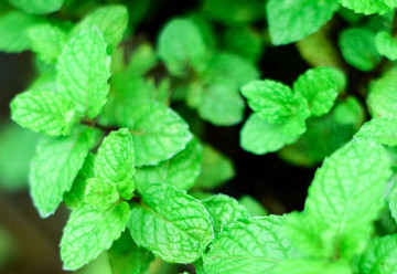 Bylinková lekáreň – mäta je prvou pomocou pre váš žalúdok