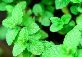 Bylinková lekáreň – mäta je prvou pomocou pre váš žalúdok