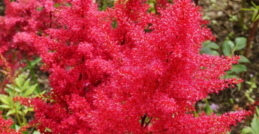 Rastliny pre tienisté zákutia