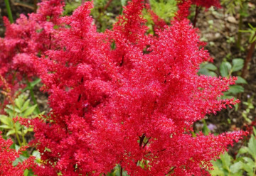 Rastliny pre tienisté zákutia