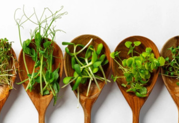 Naklíčené semená spestria i letný jedálniček