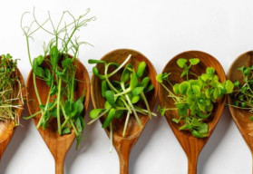 Naklíčené semená spestria i letný jedálniček