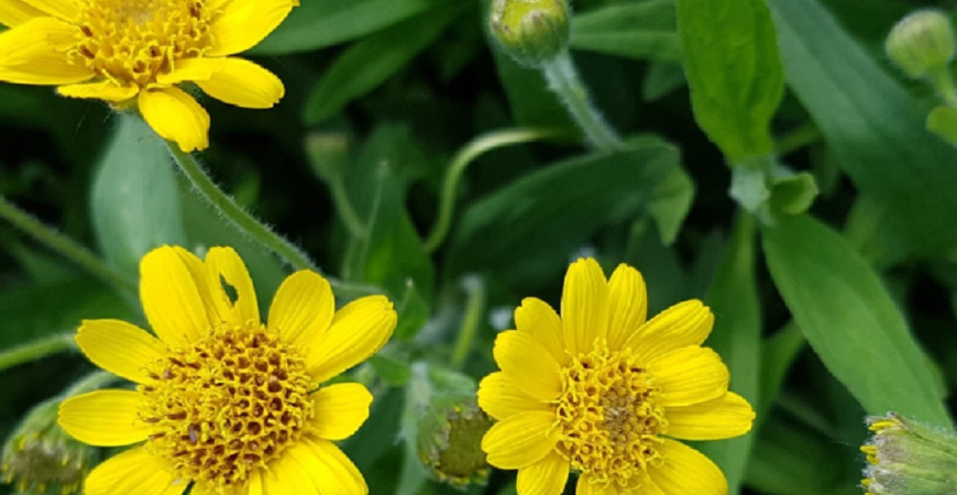 Abeceda byliniek – arnika horská