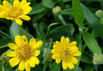 Abeceda byliniek – arnika horská