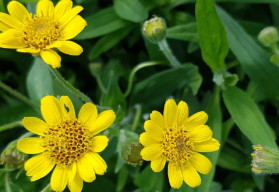 Abeceda byliniek – arnika horská