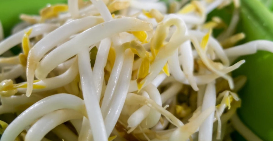 Obohaťte svoj organizmus o vitamíny z výhonkov