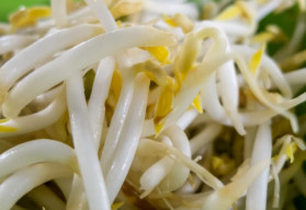 Obohaťte svoj organizmus o vitamíny z výhonkov