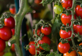 Ako sa starať o paradajky, aby bola úroda bohatá?