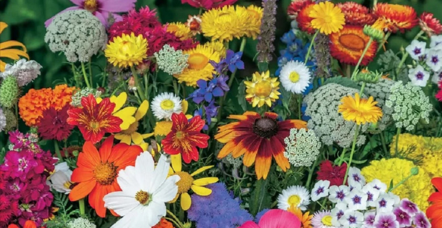 Prišiel čas zasiať dvojročky, výsev v lete sa vyplatí