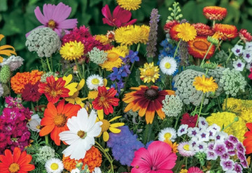 Prišiel čas zasiať dvojročky, výsev v lete sa vyplatí