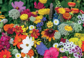 Prišiel čas zasiať dvojročky, výsev v lete sa vyplatí