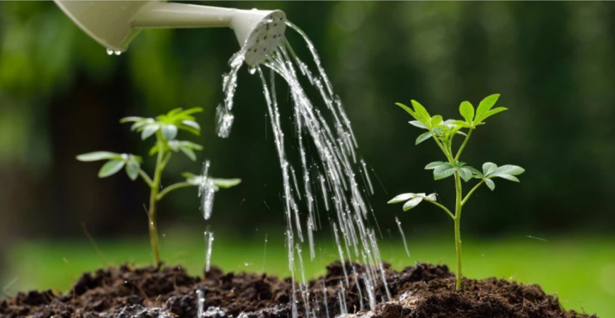 Pomocníci na pestovanie rastliniek nielen v záhradke