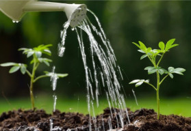Pomocníci na pestovanie rastliniek nielen v záhradke