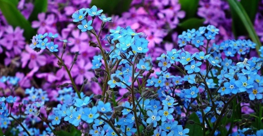 Dvojročky siate na konci leta