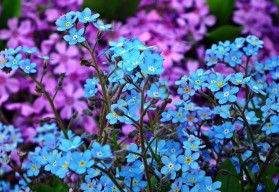 Dvojročky siate na konci leta