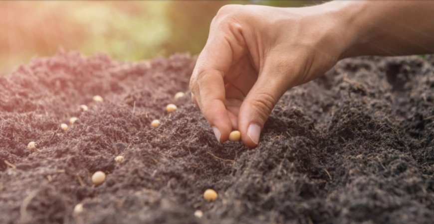 Aj z augustových výsevov ešte stihnete zber