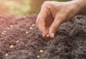 Aj z augustových výsevov ešte stihnete zber