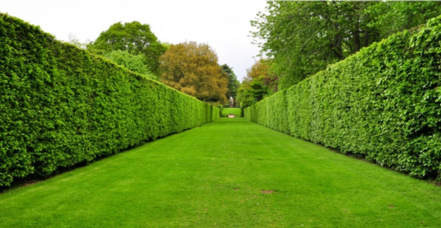 Listnatý alebo ihličnatý živý plot?