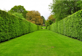 Listnatý alebo ihličnatý živý plot?