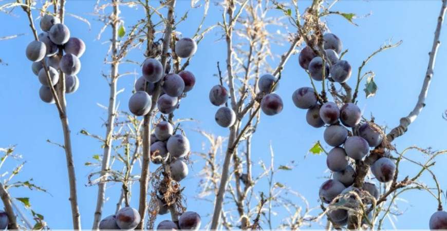 Čierňavka slivková – škodca sliviek a marhúľ